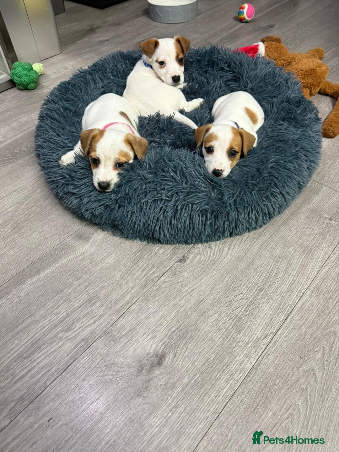 Jack Russell dogs for sale: 8 Week Old Jack Russel Puppies  - Advert 24