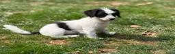 Jackapoo dogs for sale: Gorgeous jackapoo pups ready now  - Advert 6