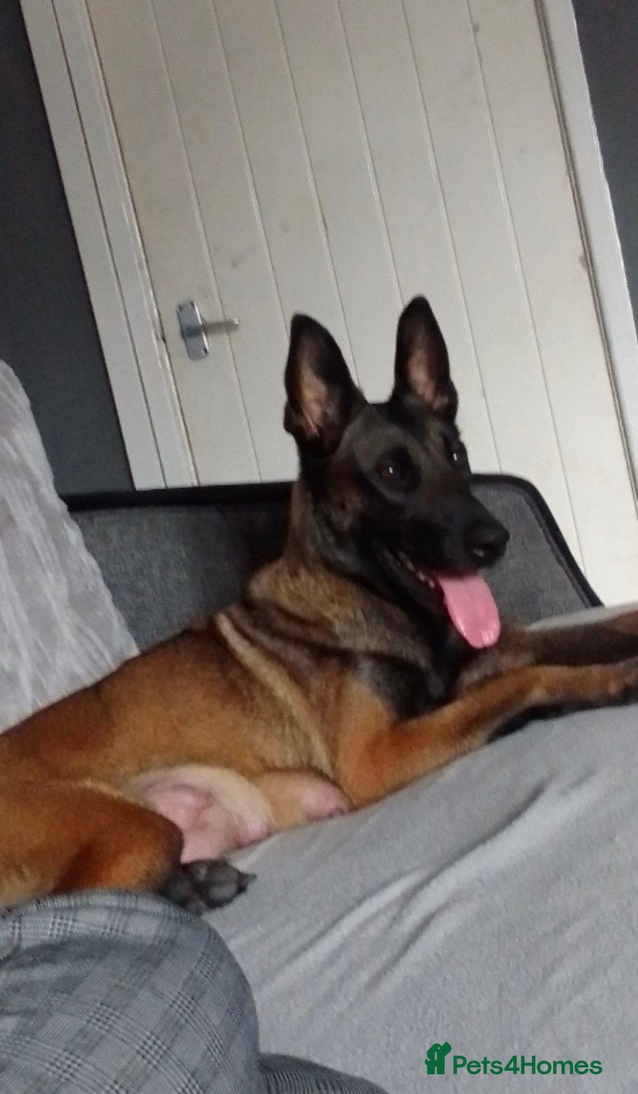 Belgian Shepherd Dog dogs Belgium Malinois  - Advert 1