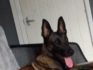 Belgian Shepherd Dog dogs Belgium Malinois - Advert 1