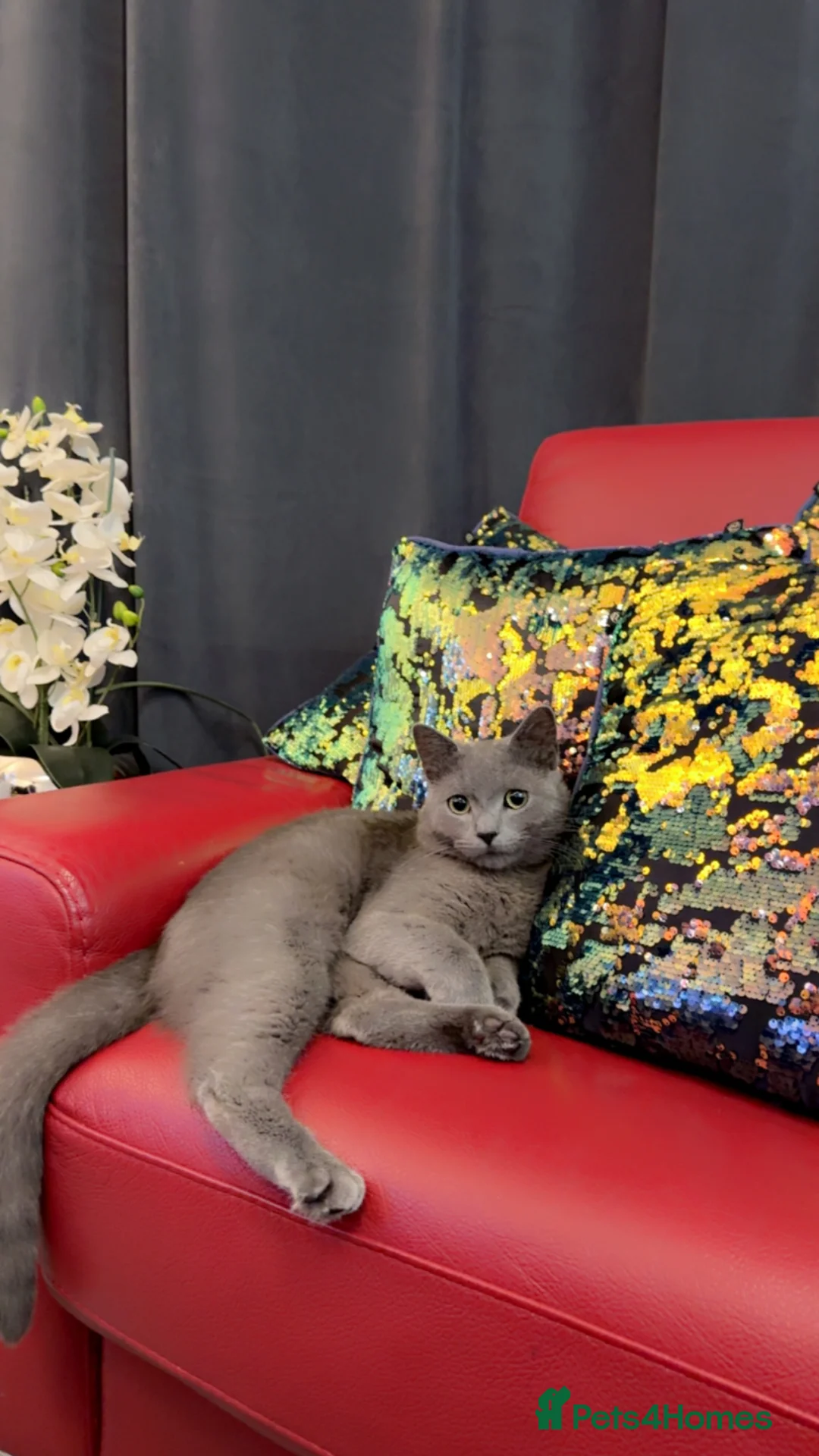 Russian Blue cats for stud: Russian blue  in Greenford - Advert 2