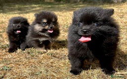 Pomeranian dogs for sale: 3 Little Girls Looking for Love! - Image 19