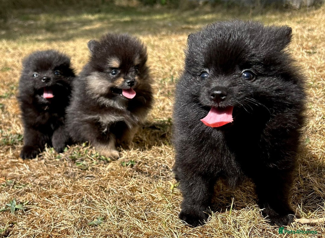 Pomeranian dogs for sale: 3 Little Girls Looking for Love! - Image 19