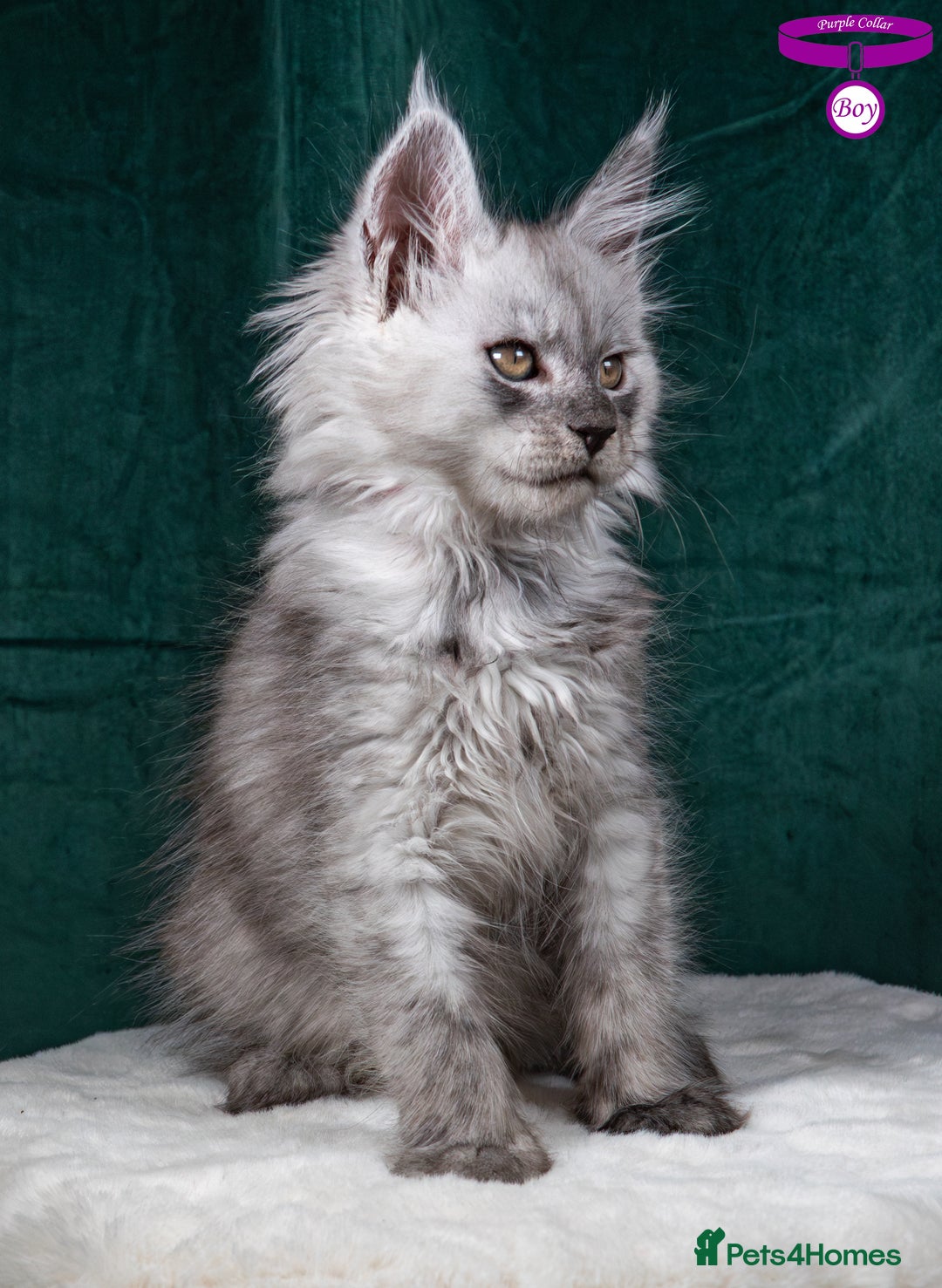Maine Coon cats for sale: XL PEDIGREE TICA REGISTERED MAINE COON KITTENS - Advert 14