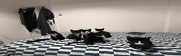 Mixed Breed cats for sale: 7 Adorable Kittens Looking for Loving Homes - Advert 6