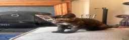 American Shorthair cats for sale: Kittens for sale  in Malpas - Advert 4