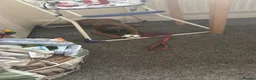Belgian Shepherd Dog dogs for sale: Luna  - Advert 1
