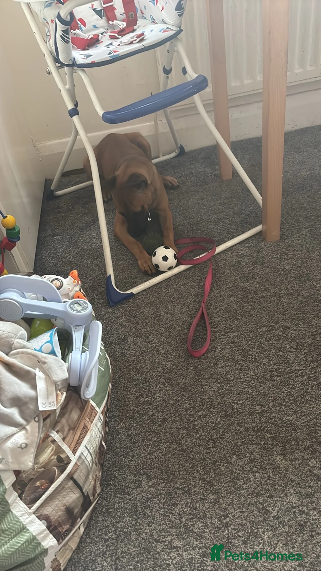 Belgian Shepherd Dog dogs for sale: Luna  - Advert 1