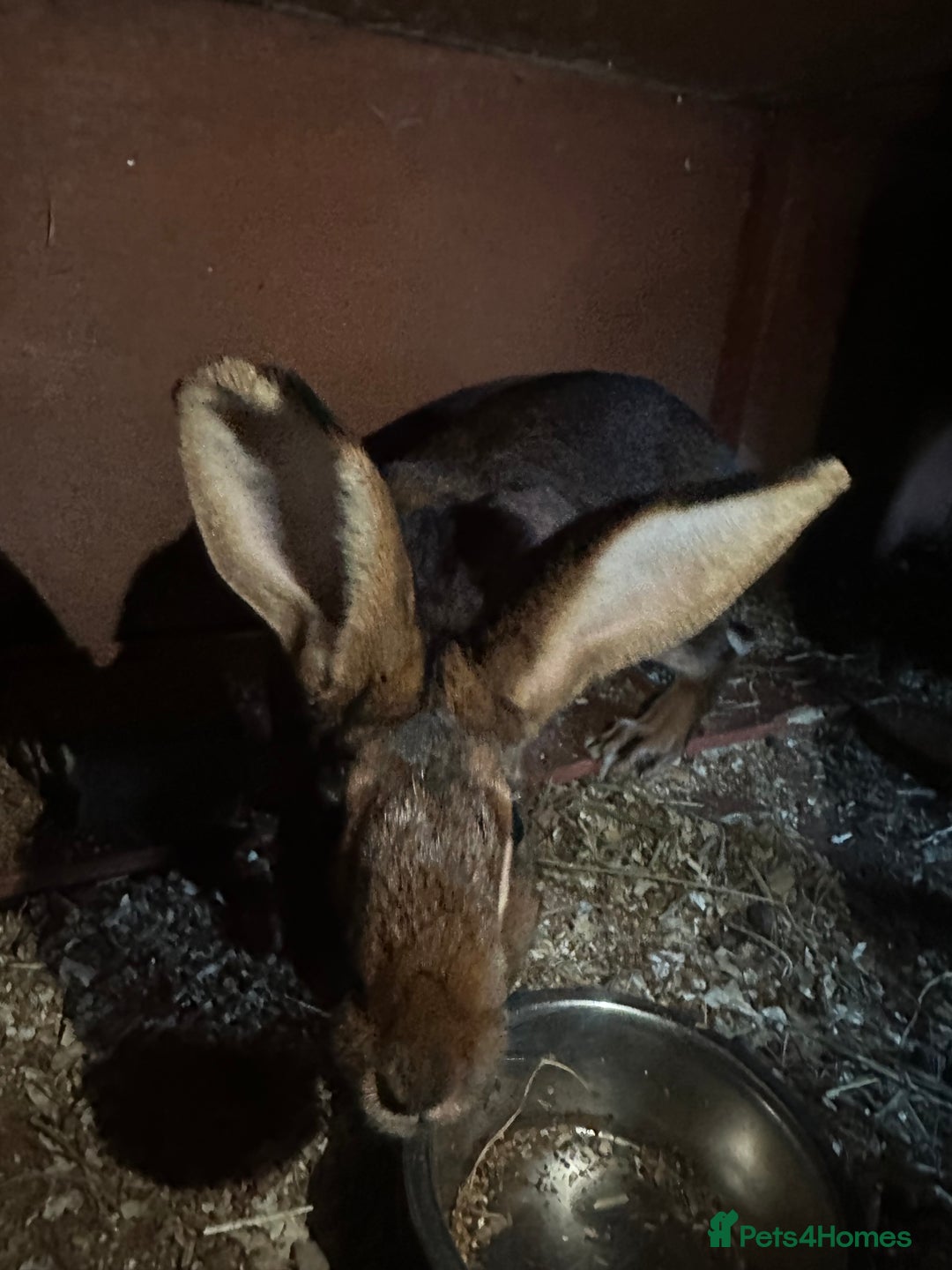 Belgian Hares rabbits for sale: Belgian hares for sale  - Advert 4