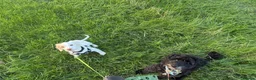 Cockapoo dogs for stud: ‼️STUD AVAILABLE & PROVEN‼️ - Advert 4