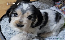 Cocker Spaniel dogs for sale: Blue Roan Tan-Sable Cocker Spaniel– KC bloodline - Image 19