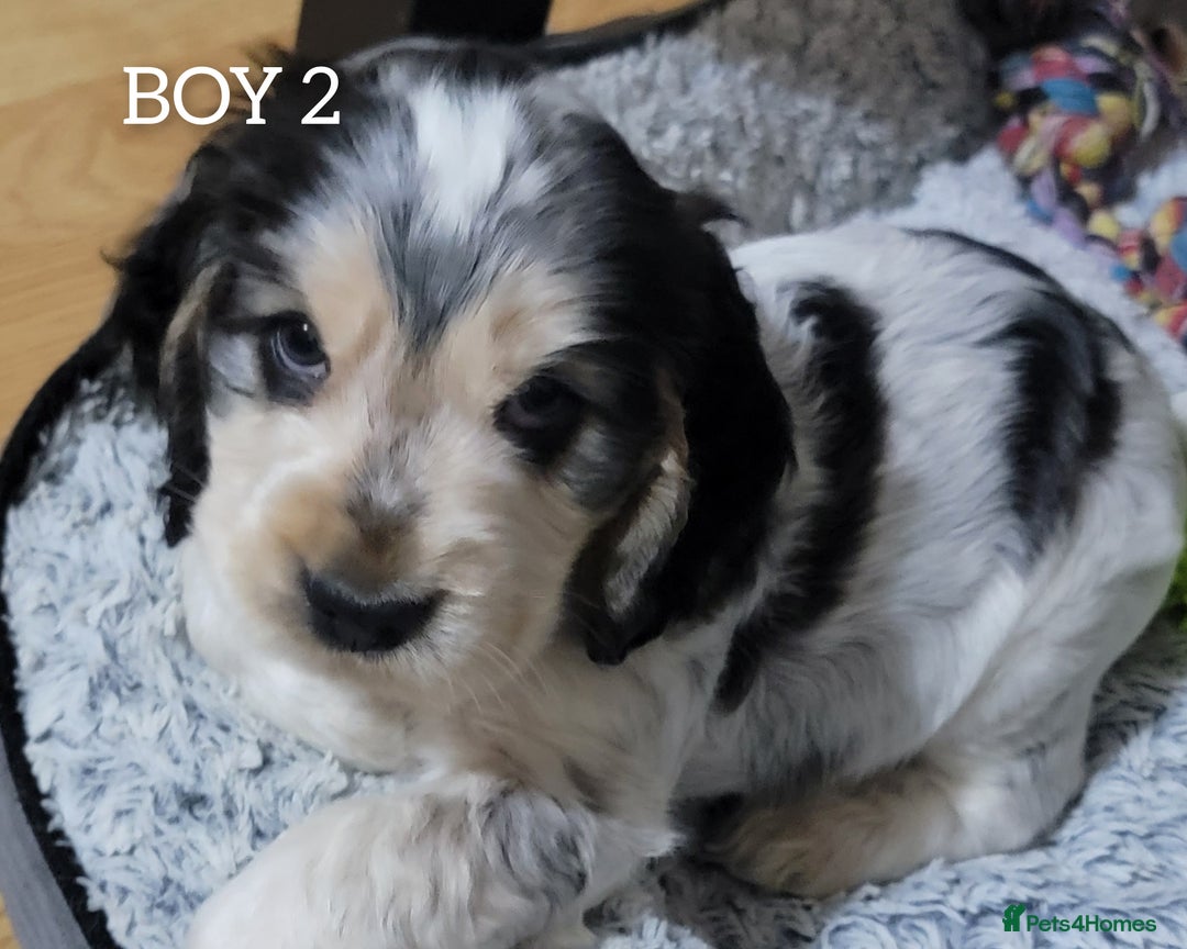 Cocker Spaniel dogs for sale: Blue Roan Tan-Sable Cocker Spaniel– KC bloodline - Image 19