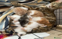 Domestic Shorthair cats for sale: Tortie girls kitten - Image 2
