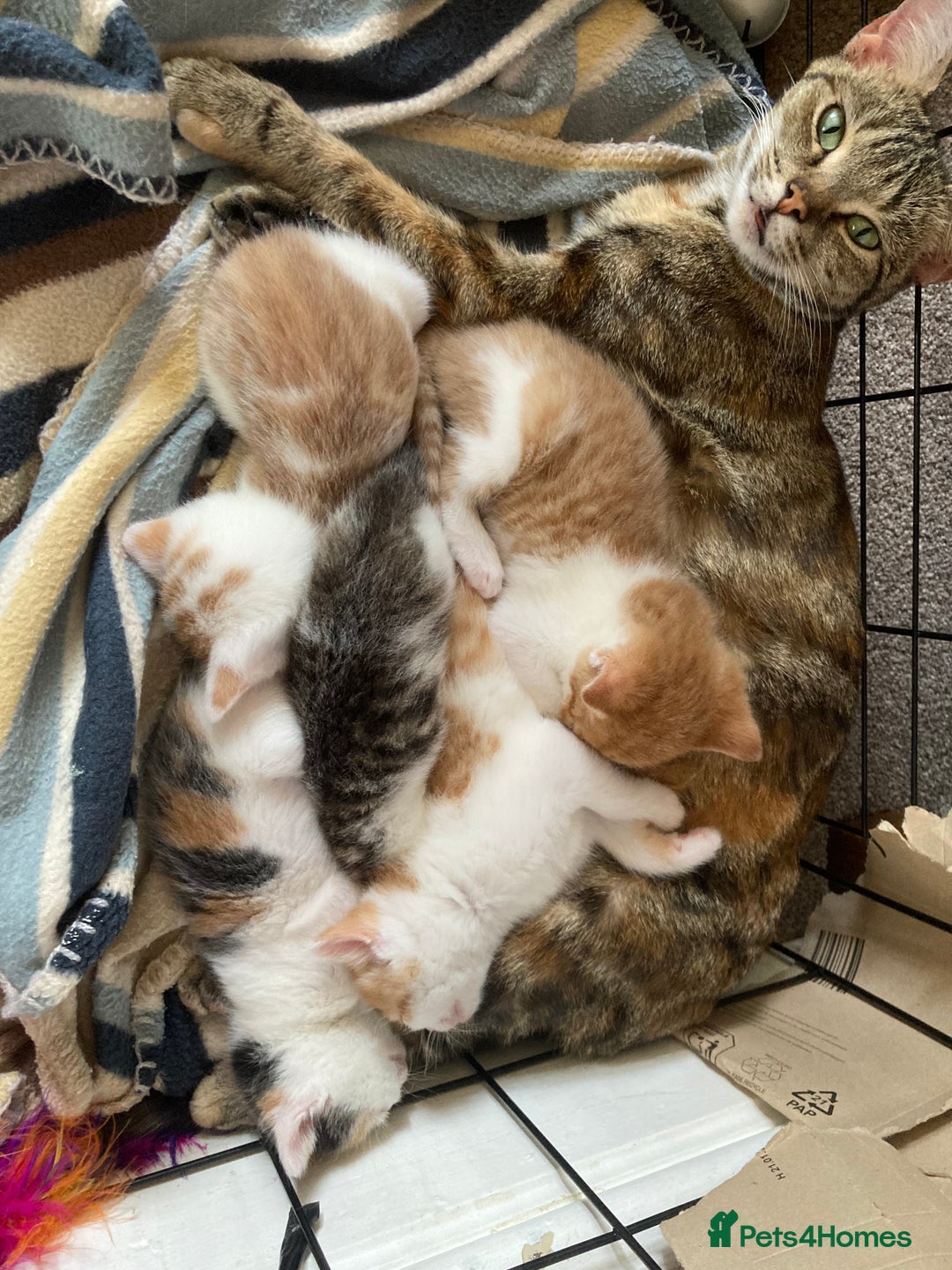 Domestic Shorthair cats for sale: Tortie girls kitten - Image 2