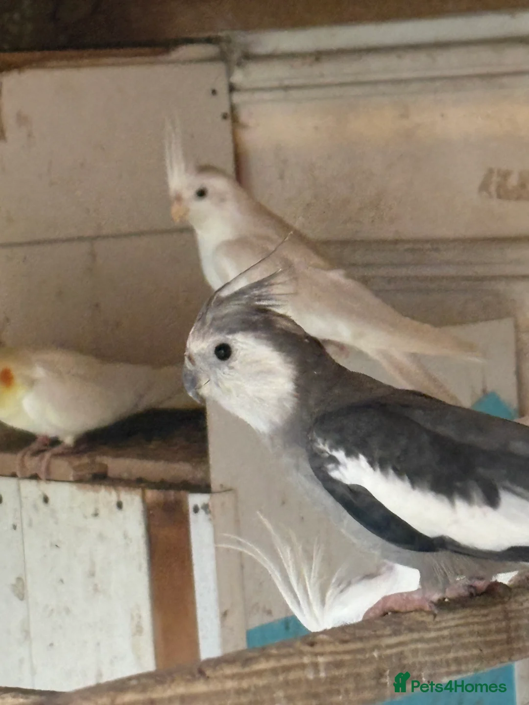 Cockatiels birds for sale: Cockatiels  - Advert 3