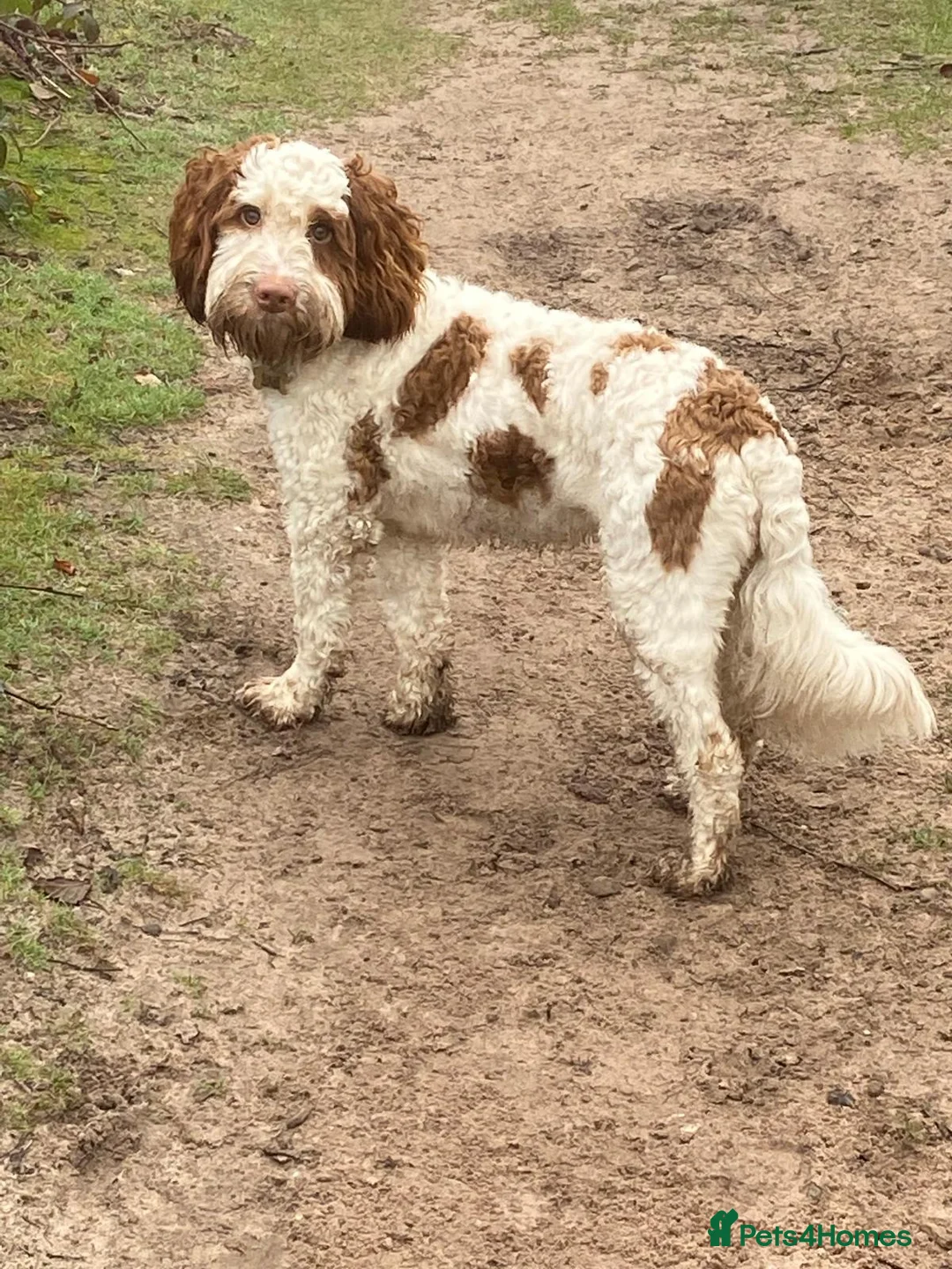 Mixed Breed dogs for sale: Beautiful Adult Australian Double Doodle  - Advert 2