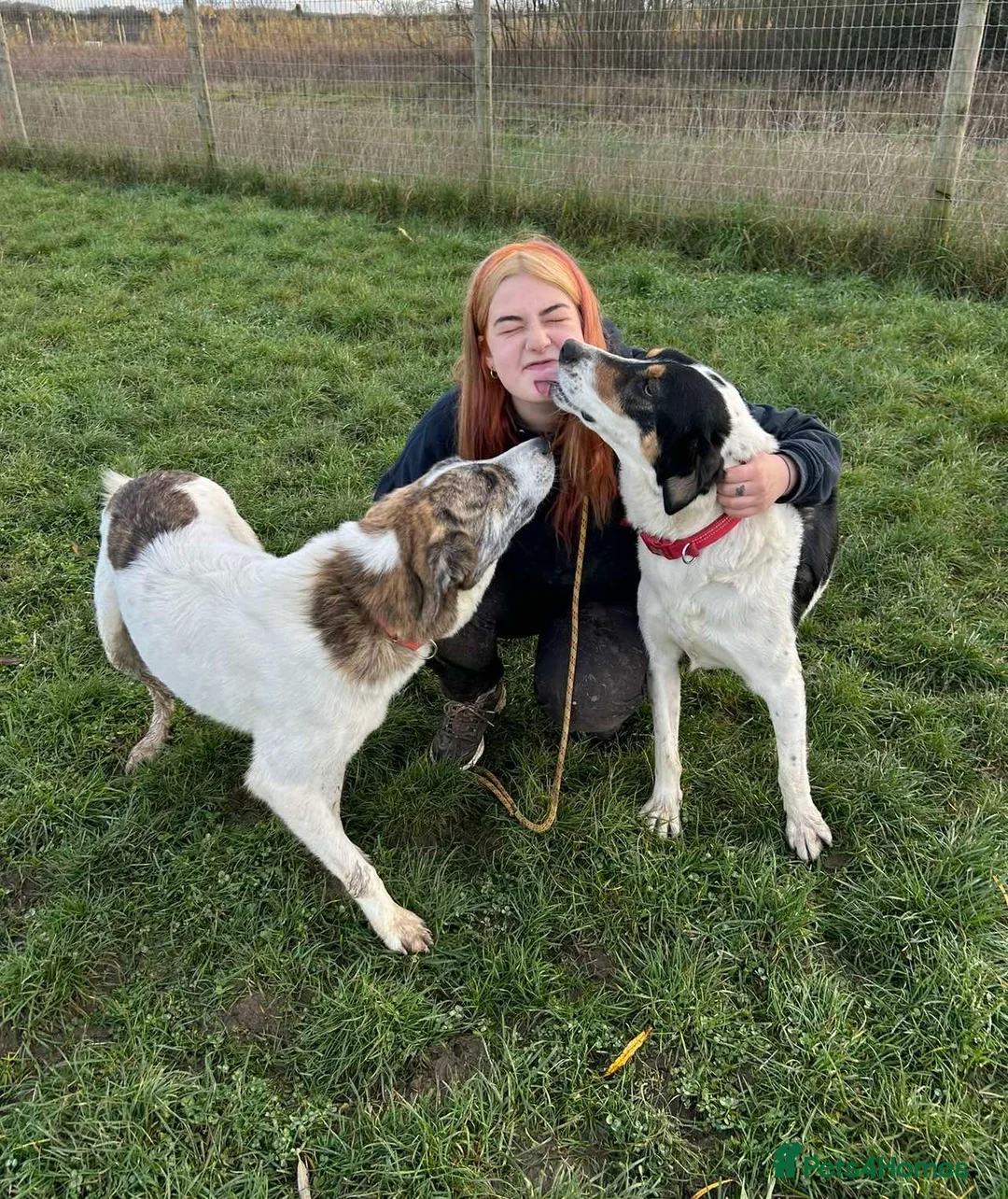 Mixed Breed dogs for adoption: FLO   - Advert 10