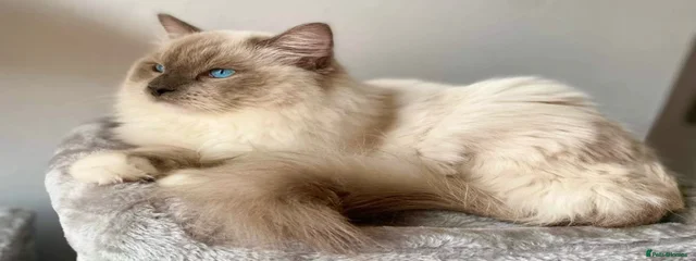 Fluffy