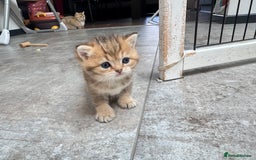 British Shorthair cats for sale: ✨🐾 Soft & Adorable Golden White Blue Kitten 🐾✨ - Image 11