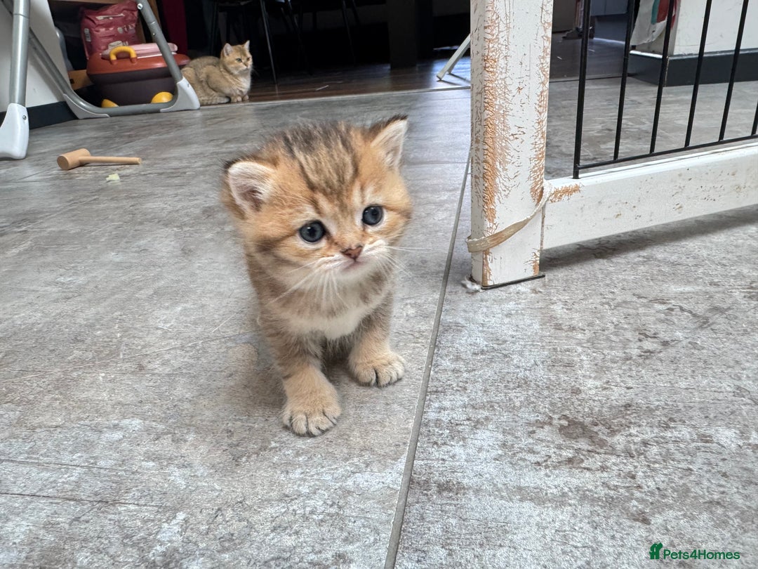 British Shorthair cats for sale: ✨🐾 Soft & Adorable Golden White Blue Kitten 🐾✨ - Image 11