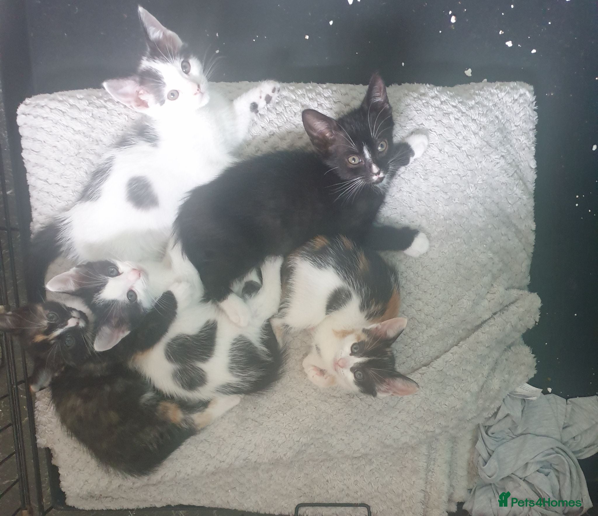 Mixed Breed cats beautiful kittens needing their forever home asap - Advert 16
