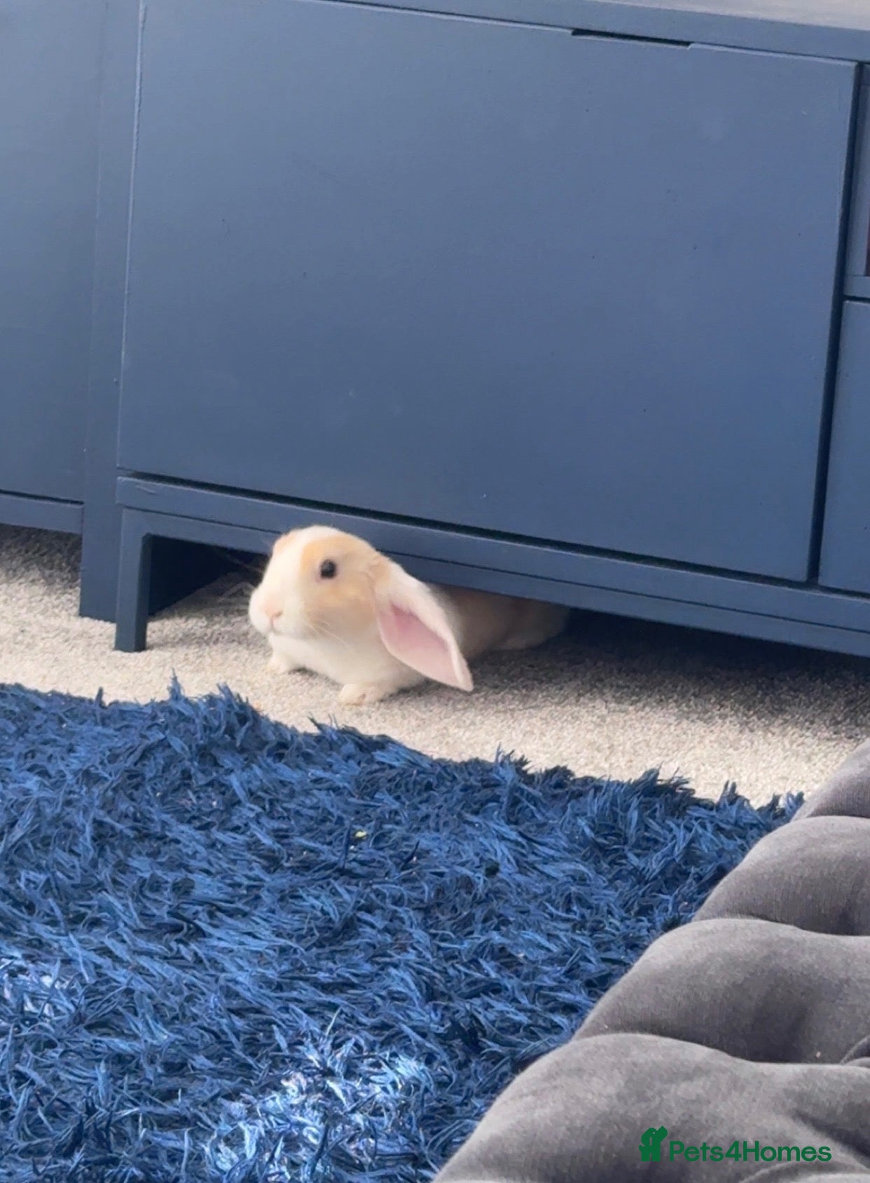 Dutch rabbits Make Dutch rabbit  - Advert 2
