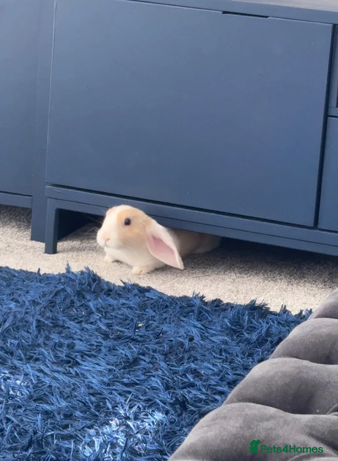 Dutch rabbits for sale: Make Dutch rabbit  in Middlesbrough - Advert 2