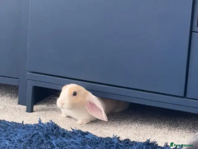 Dutch rabbits Make Dutch rabbit - Advert 2