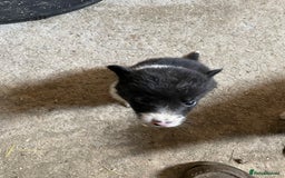 Welsh Collie dogs for sale: Welsh collie pups for sale  - Image 1