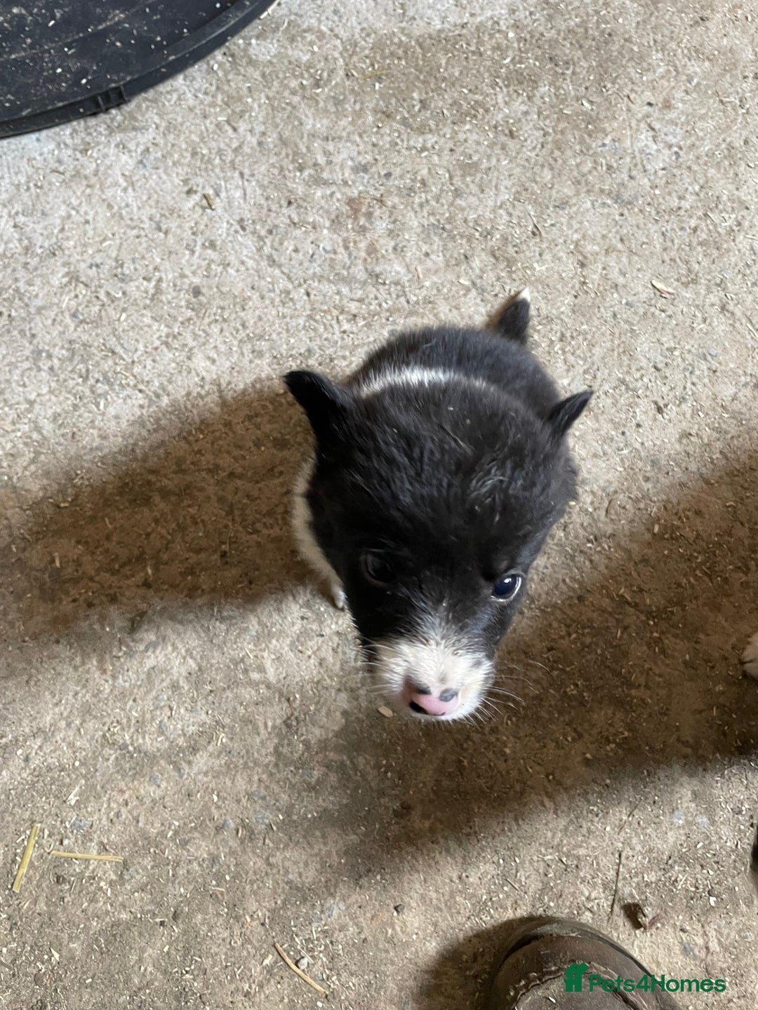 Welsh Collie dogs for sale: Welsh collie pups for sale  - Image 1