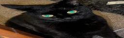 Bombay cats for sale: Black Cat Looking for an Experienced Owner - Advert 5