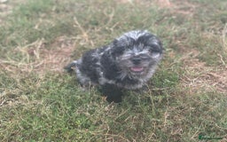 Mixed Breed dogs for sale: Froodle pups - Image 11