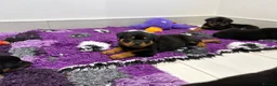 Rottweiler dogs for sale: Beautiful litter of KC Rottweilers  - Advert 13