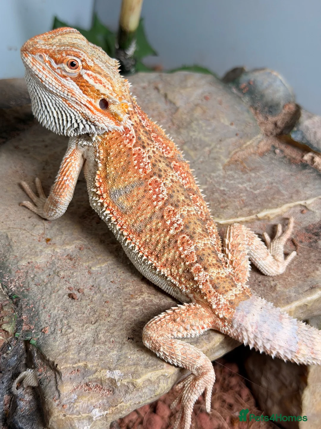 Bearded Dragon reptiles for sale: Baby bearded dragon for sale  in Rowley Regis - Advert 4