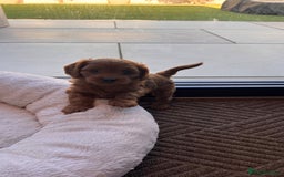 Cavapoo dogs for sale: F1 Cavapoo Puppies – Ready from 19th October - Image 7