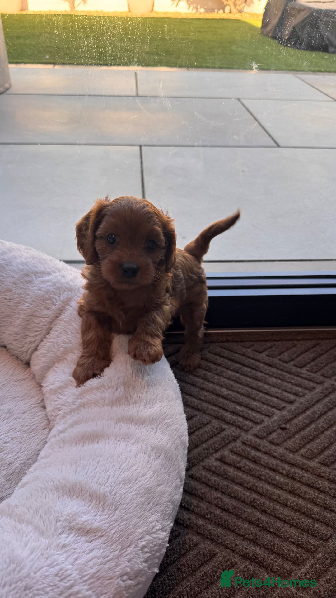 Cavapoo dogs for sale: F1 Cavapoo Puppies – Ready from 19th October - Image 7