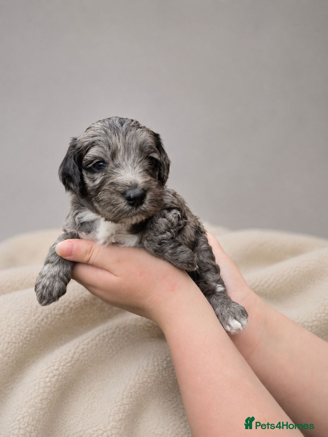 Cockapoo dogs Merles Apricots Parti Most loved Cockapoo Puppies - Advert 1