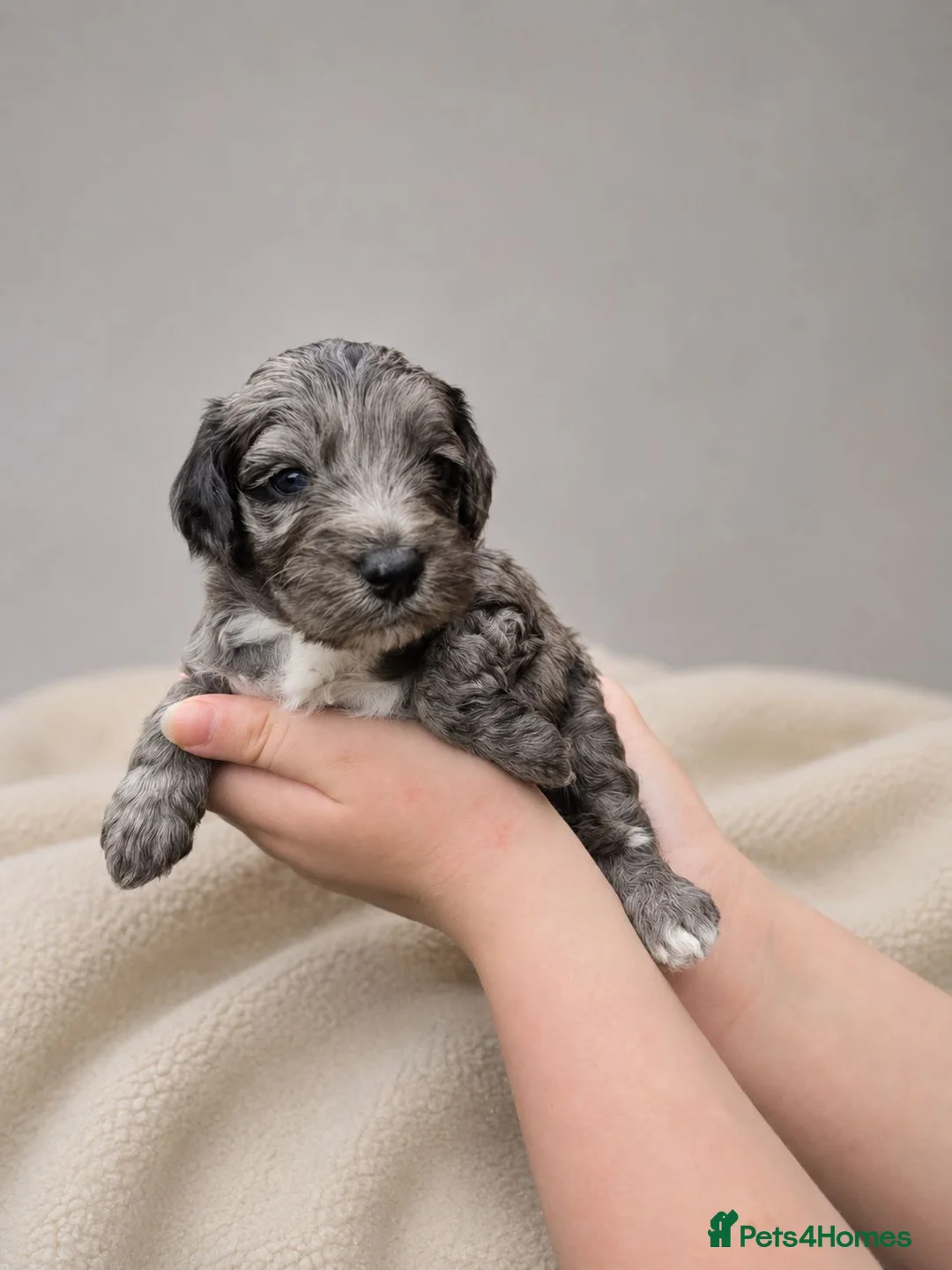 Cockapoo dogs for sale: Merles Apricots Parti Most loved Cockapoo Puppies - Advert 1