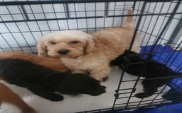 Cockapoo dogs for sale: Amazing cockapoo  - Advert 2