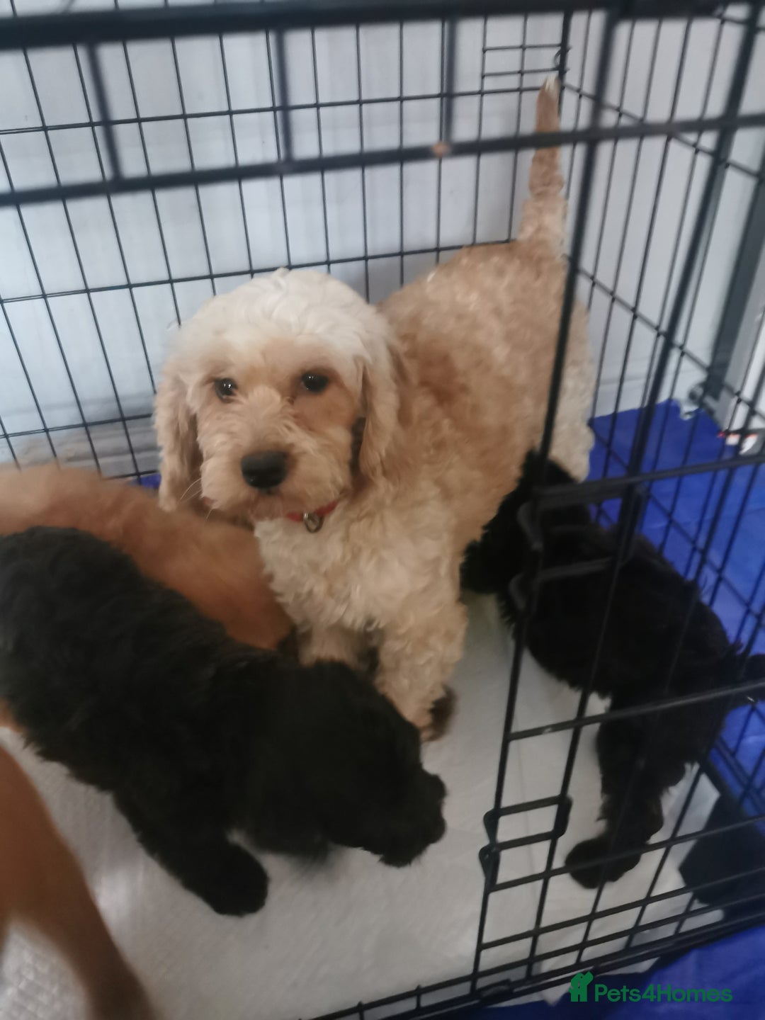 Cockapoo dogs for sale: Amazing cockapoo  - Advert 2