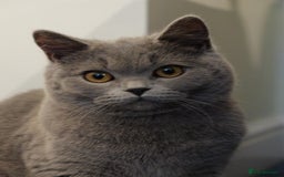 British Shorthair cats for sale: British short hr - Image 1