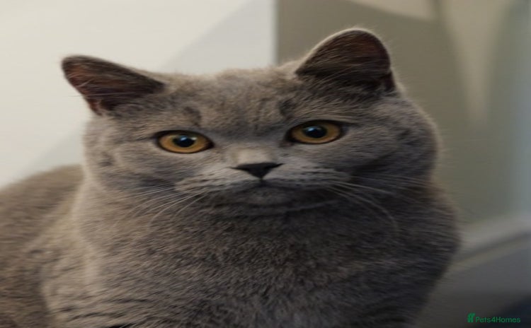 British Shorthair cats - Advert 4