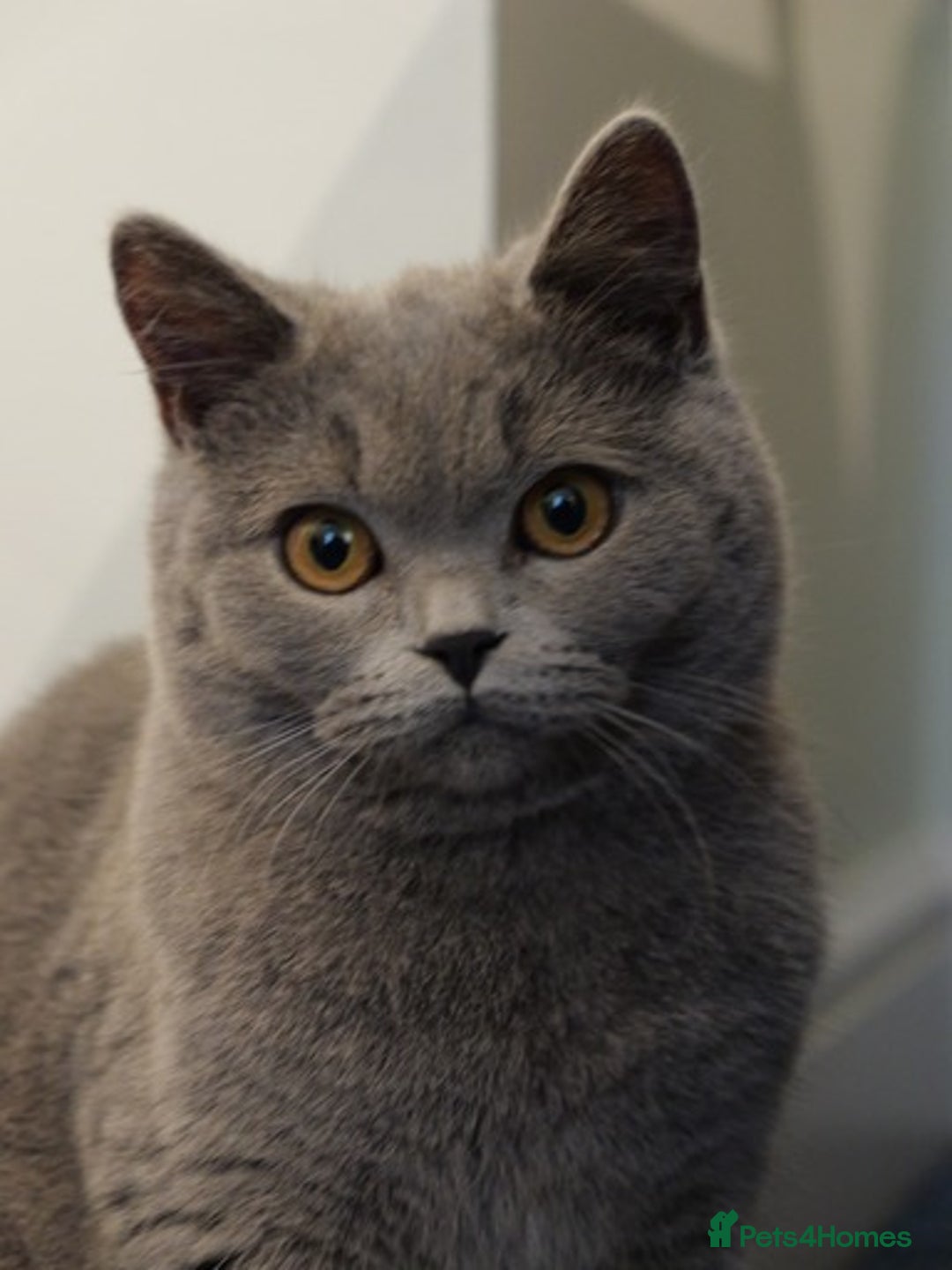 British Shorthair cats for sale: British short hr - Image 1