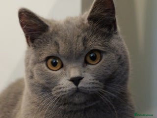 British Shorthair cats - Advert 28