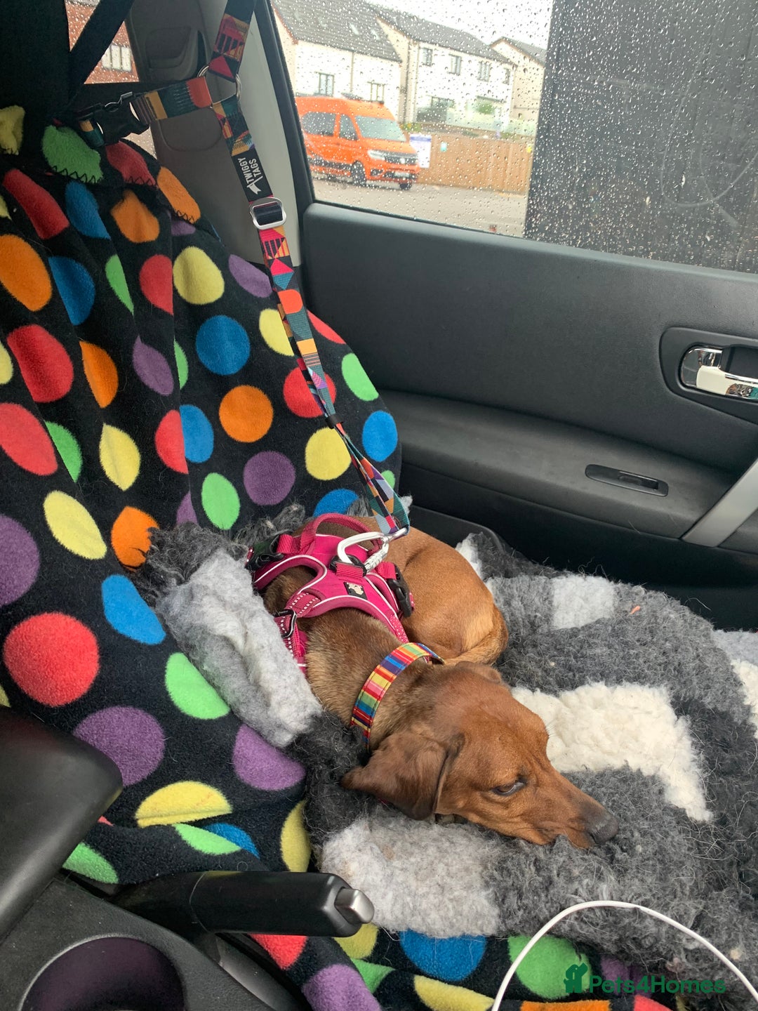 Miniature Dachshund dogs for sale: Lovely girl looking for equally lovely home - Image 4