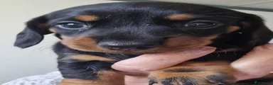 Miniature Dachshund 1