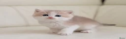 British Shorthair cats for sale: Rare color Bicolor Lilac Golden Chinchilla  - Advert 4