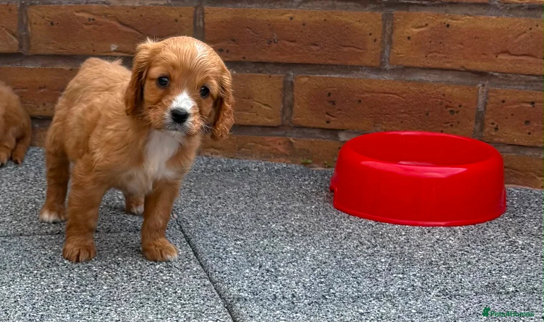 Cockalier dogs for sale:  Beautiful Cockalier puppies  - Advert 19