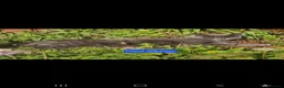 Siberian cats for sale: Gorgeous Siberian x Korat kittens - Advert 7