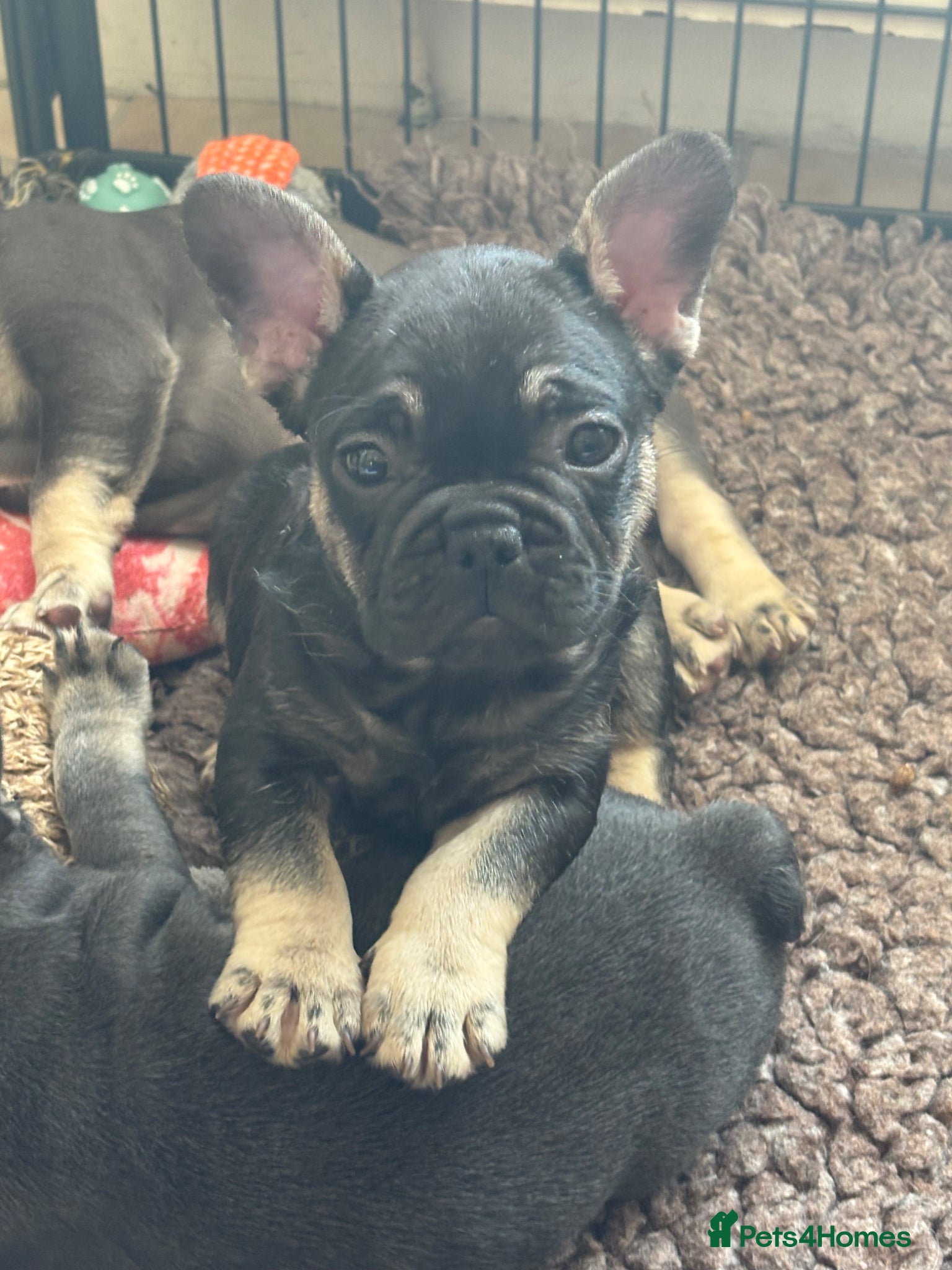 French Bulldog dogs Stunning French bulldogs  - Advert 12